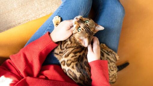 bengal cat sitting on owner's lap